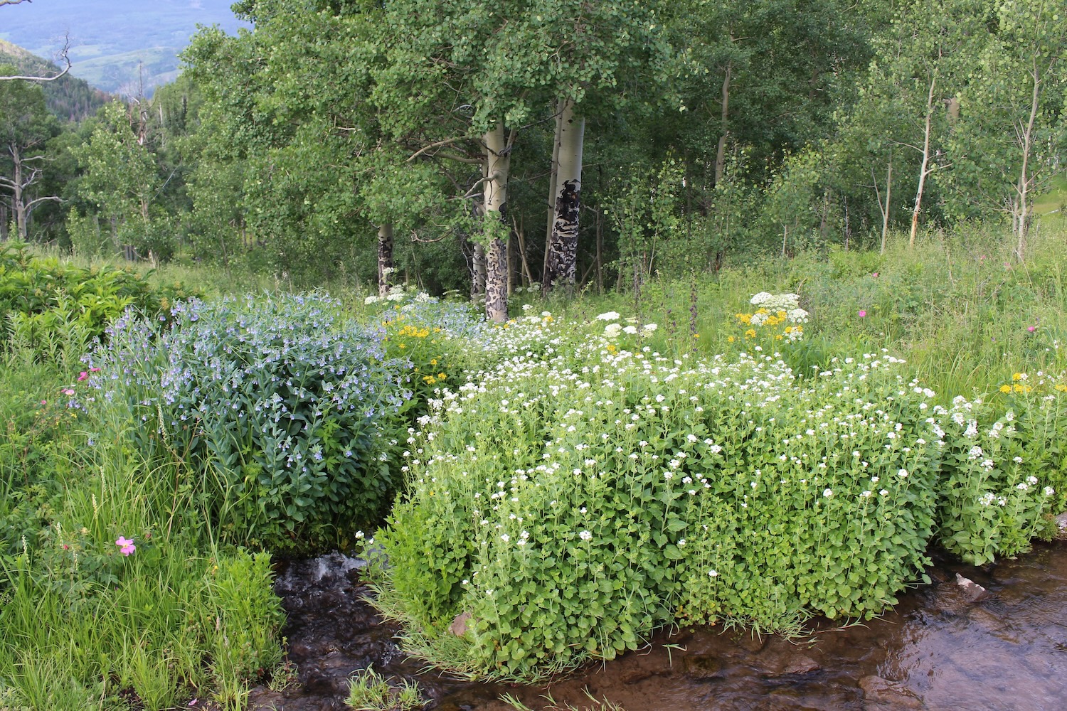 flat tops addn pearson